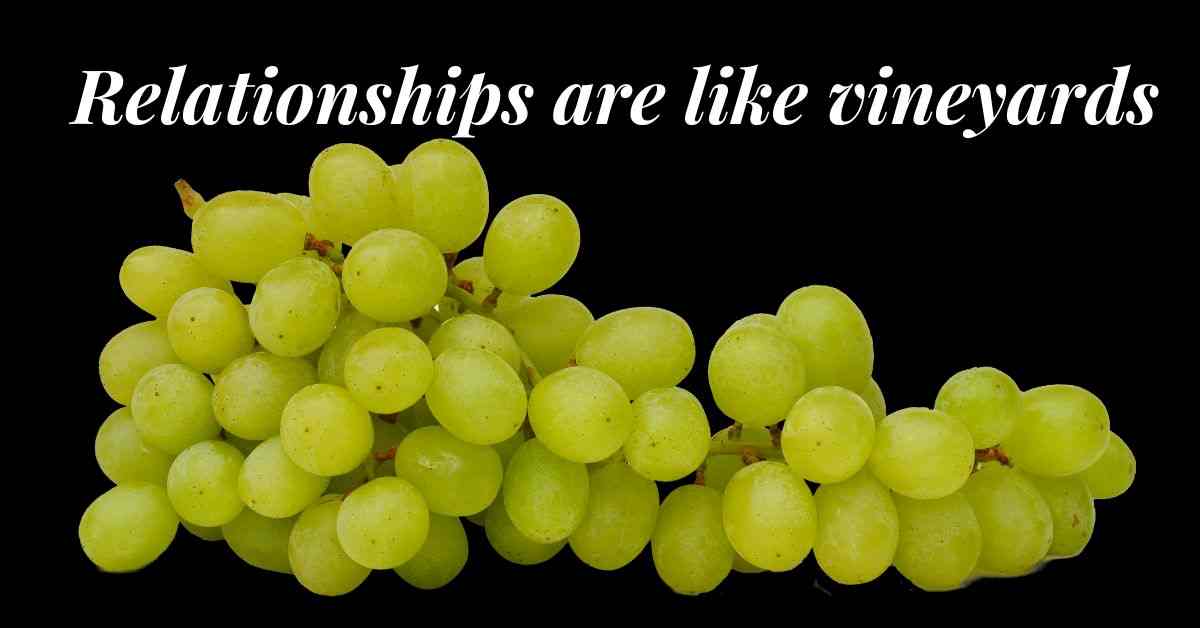 Relationships are like vineyards(video)